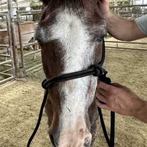 7808 Nice Gentle Mare Pony