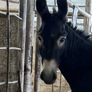 7811 Black John Donkey