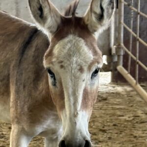 7813 Good Minded 4YRS Donkey