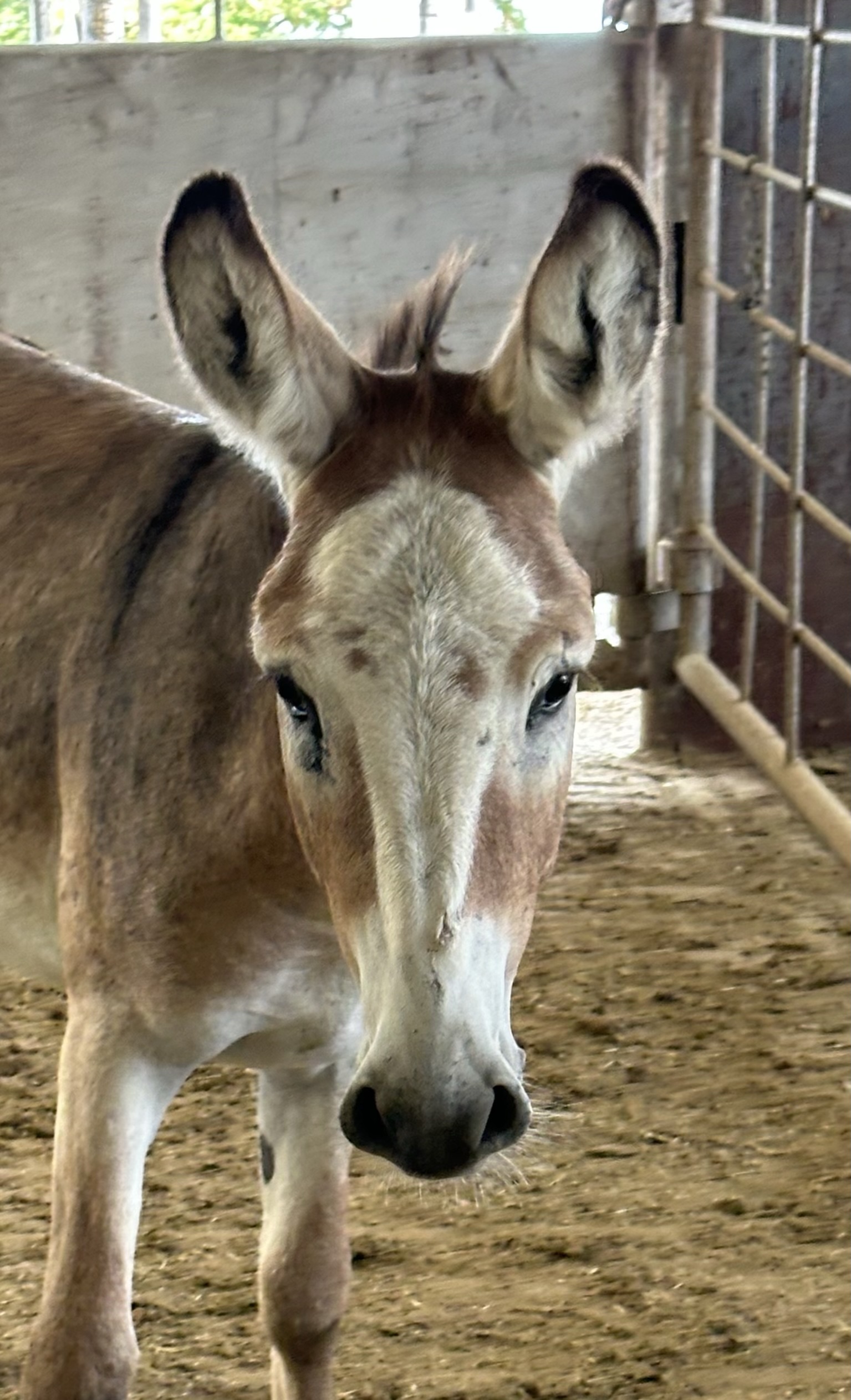 7813 Good Minded 4YRS Donkey