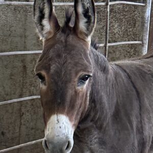 7815 Cute Gentle Jenny Donkey