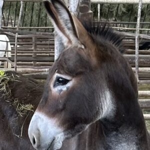 7816 Good 5YRS Jenny Donkey