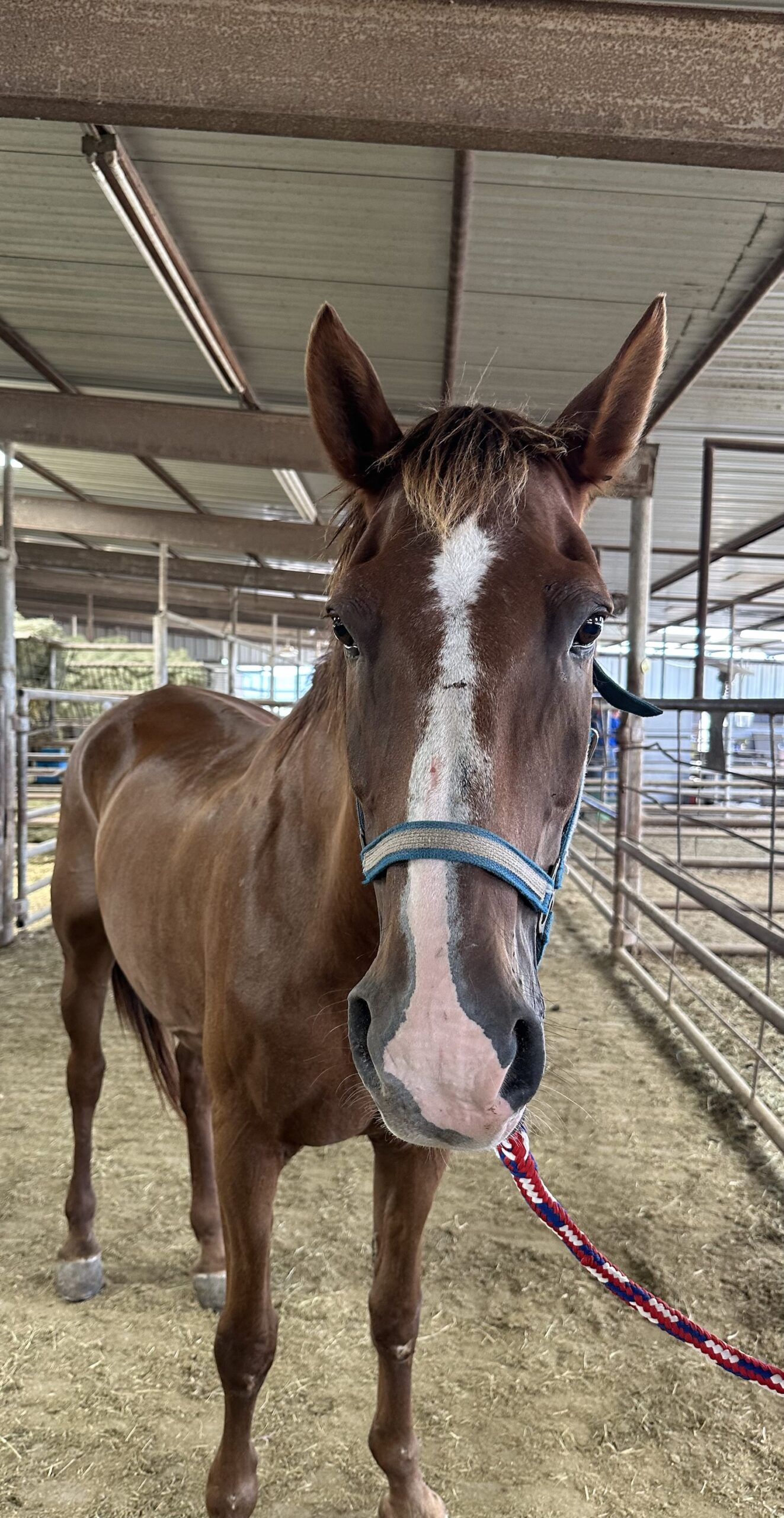 7819 Nice Gentle Morgan X Gelding