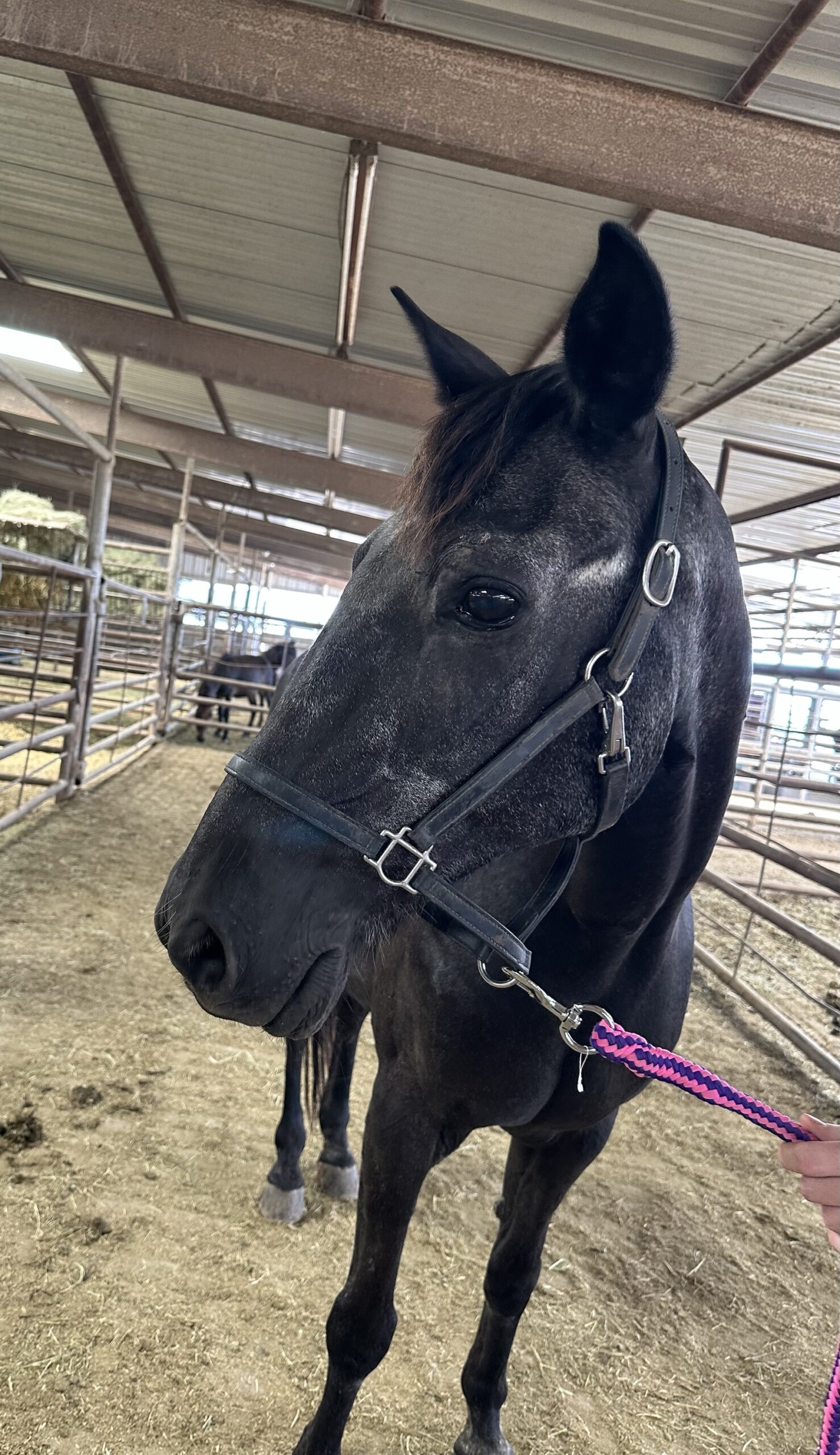 7820 Super Quiet Gaited Gelding