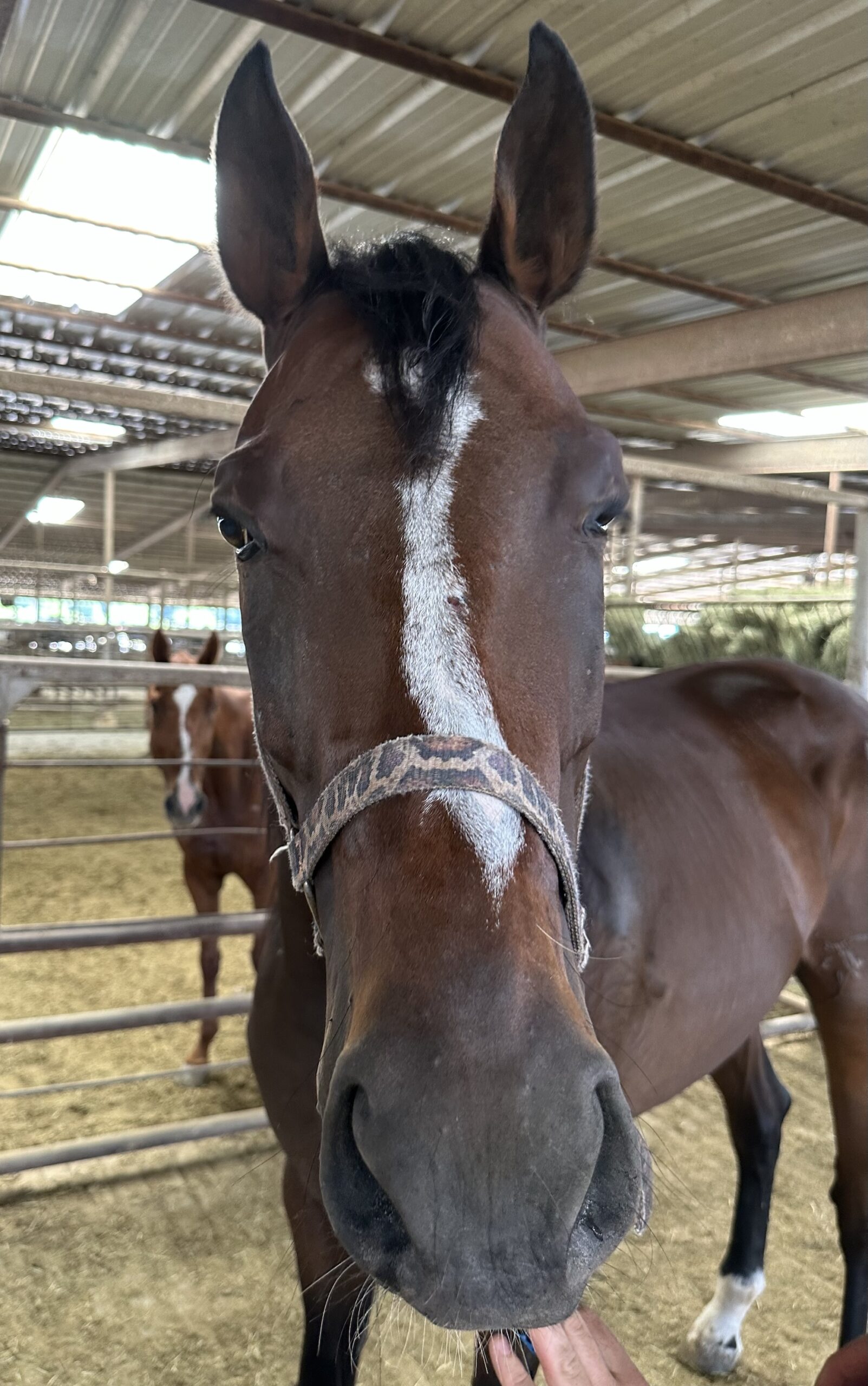 7832 Young TB Gelding