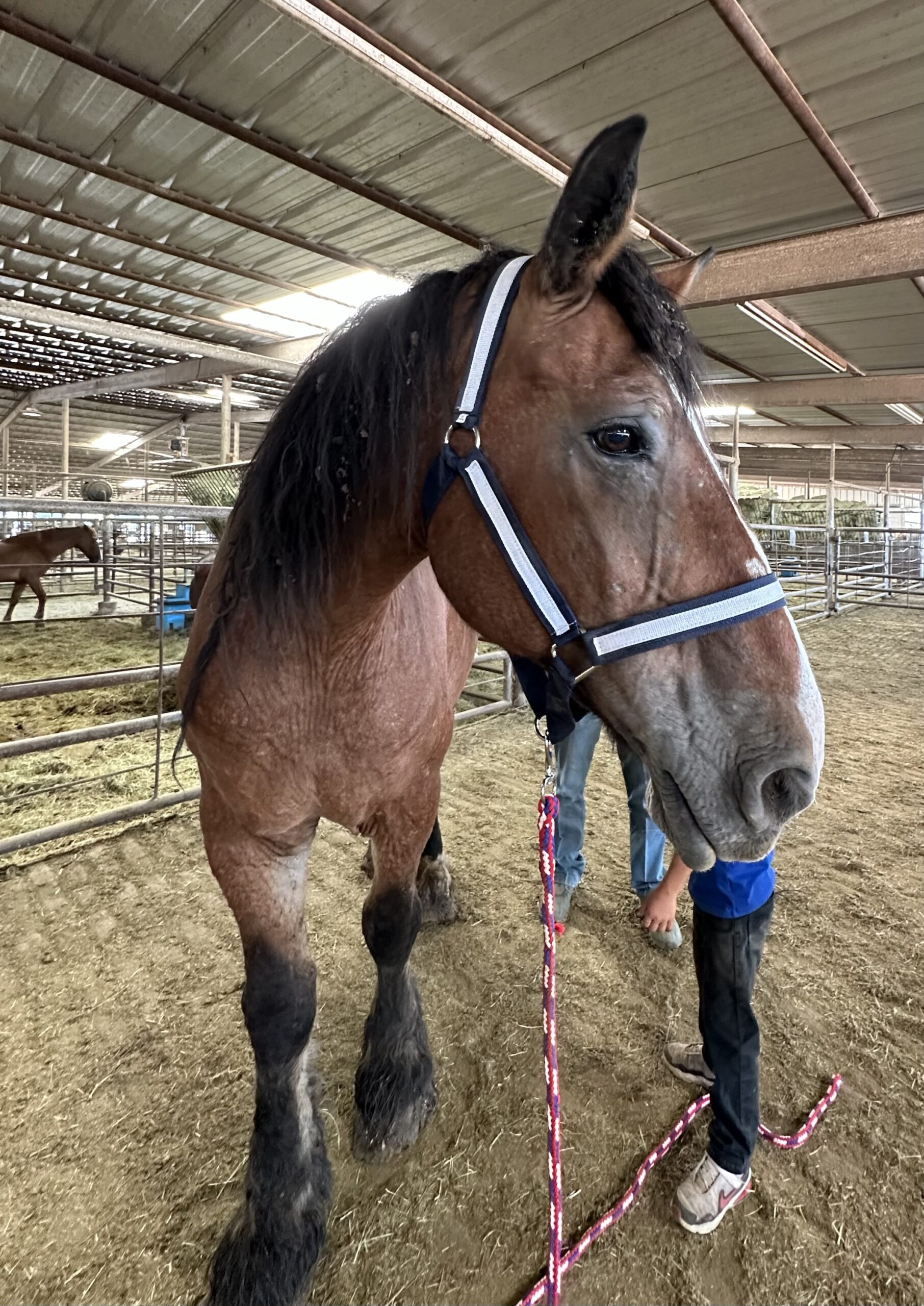 7835 Older Brabant Draft Mare