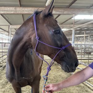8036 Older TB Bay Gelding