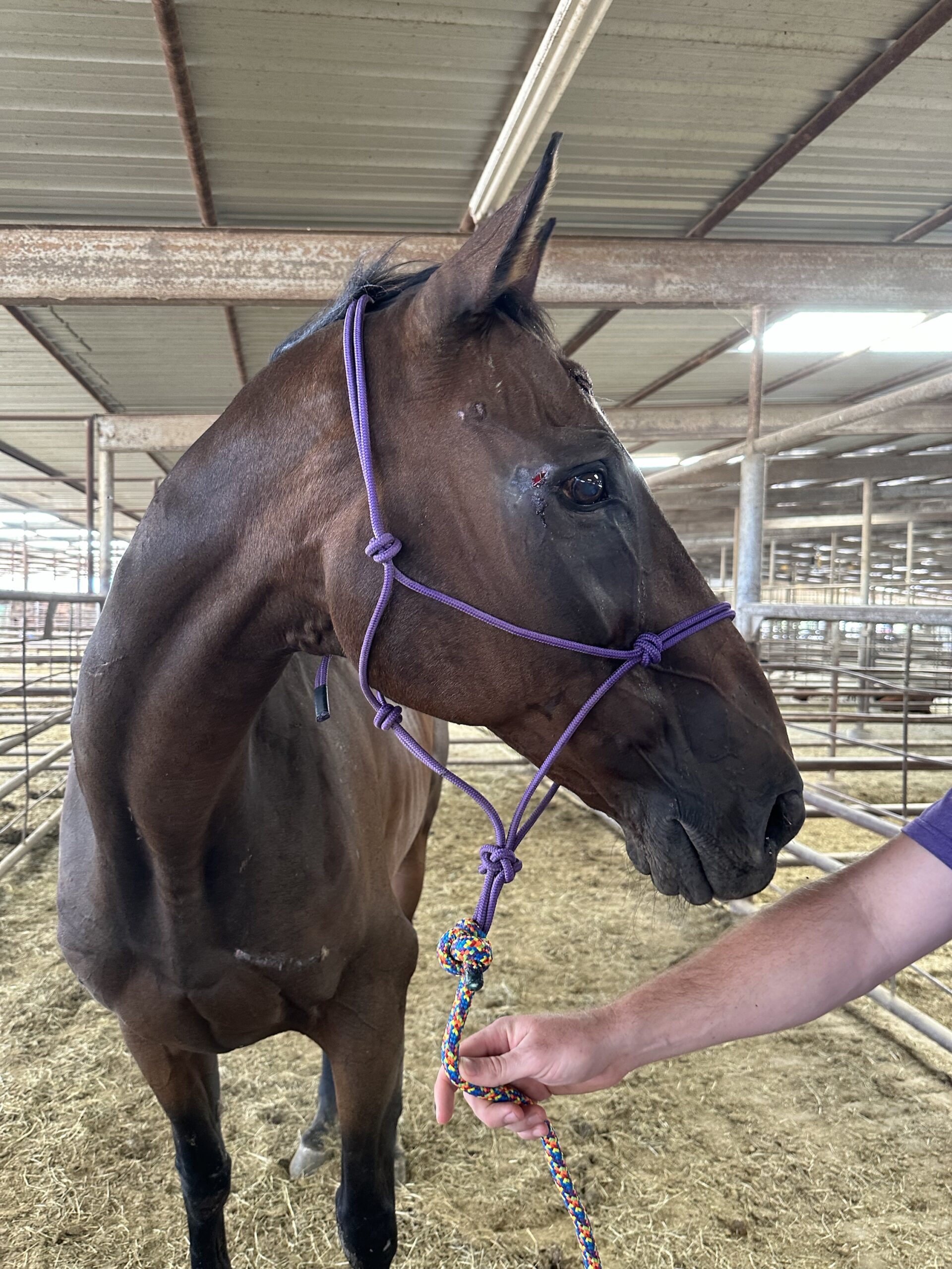 8036 Older TB Bay Gelding
