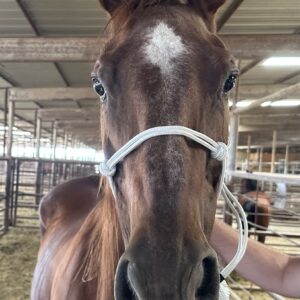8039 Gentle Play Day Mare