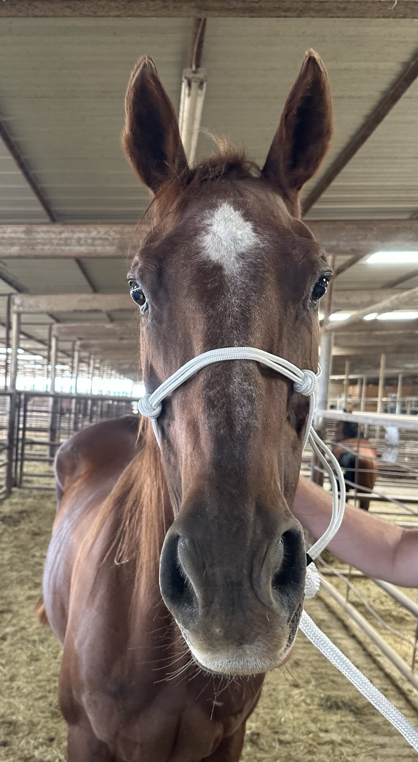 8039 Gentle Play Day Mare