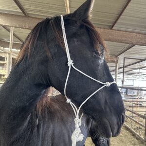 8041 Big Tennessee Walking Gelding