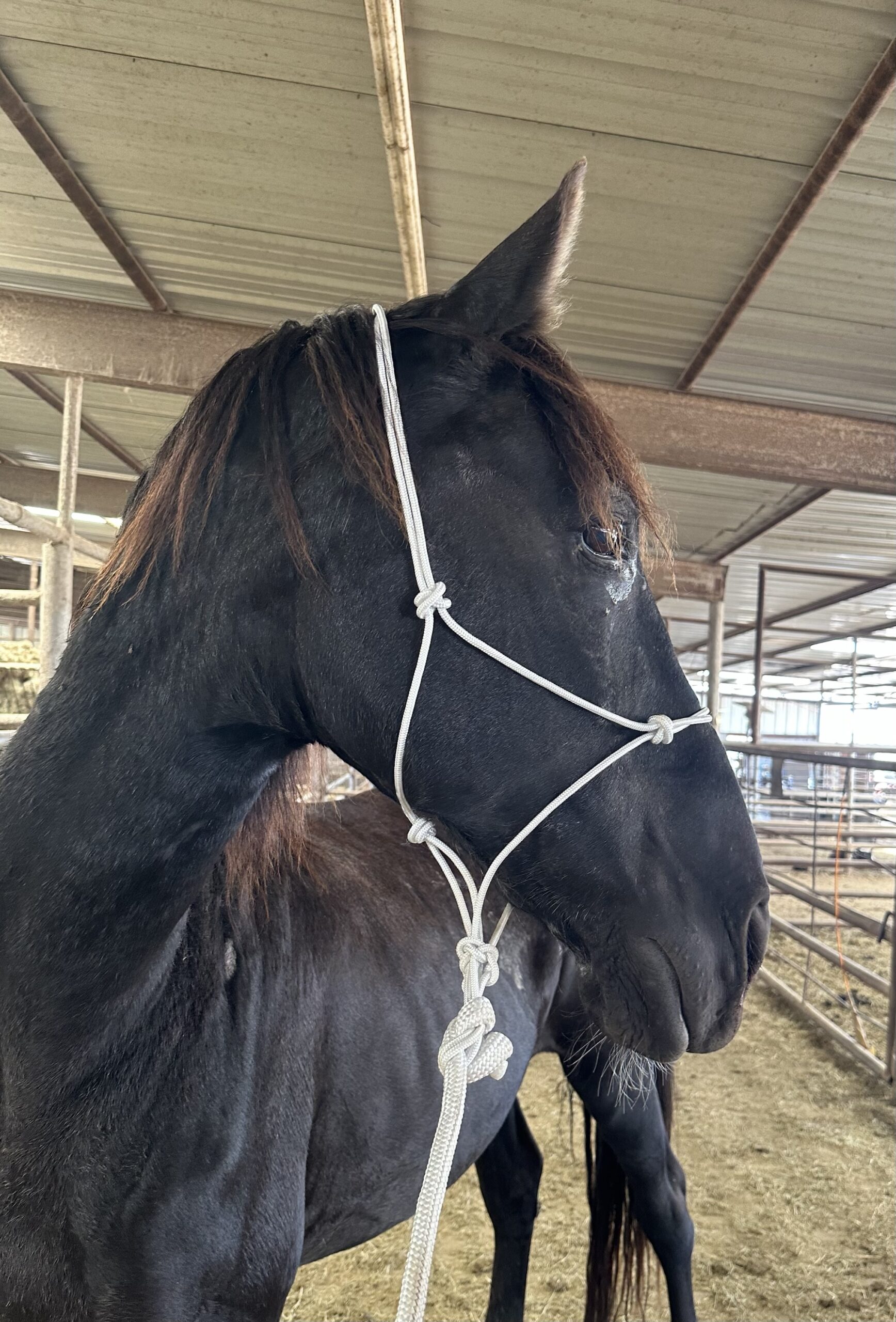 8041 Big Tennessee Walking Gelding