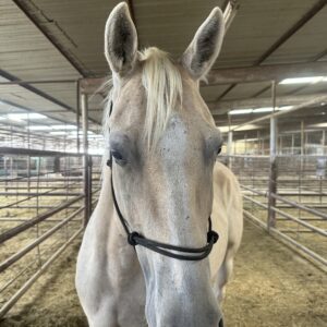 8044 Good Honest Mare