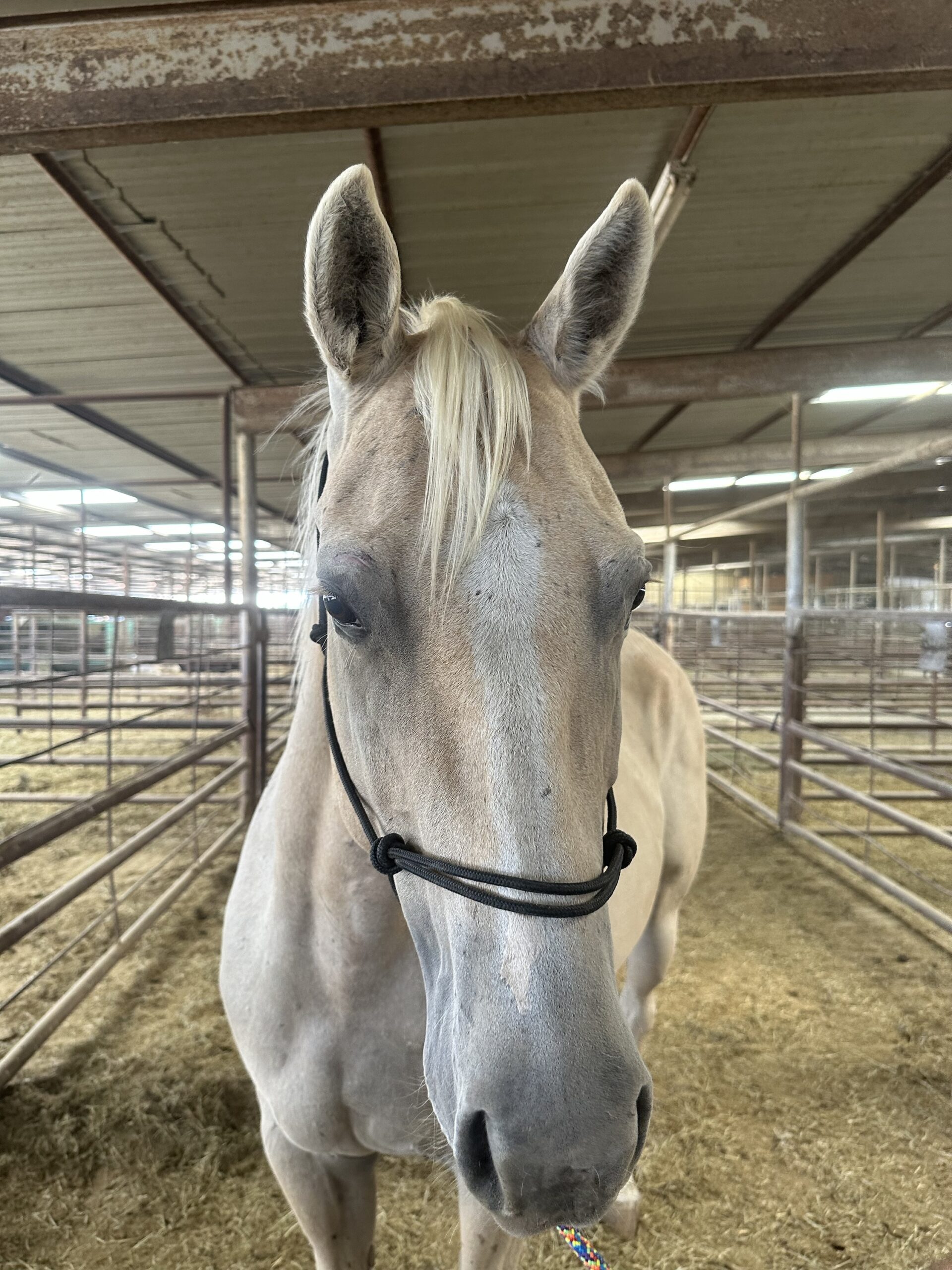 8044 Good Honest Mare