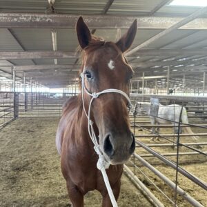 8047 Nice Mare Exposed