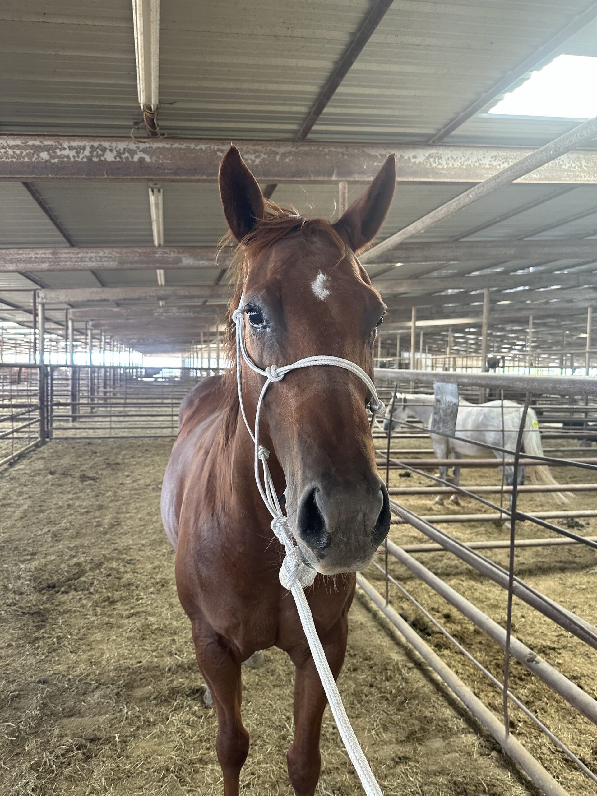 8047 Nice Mare Exposed