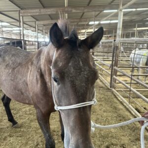 8048 Pretty Appaloosa Stud 4YRS
