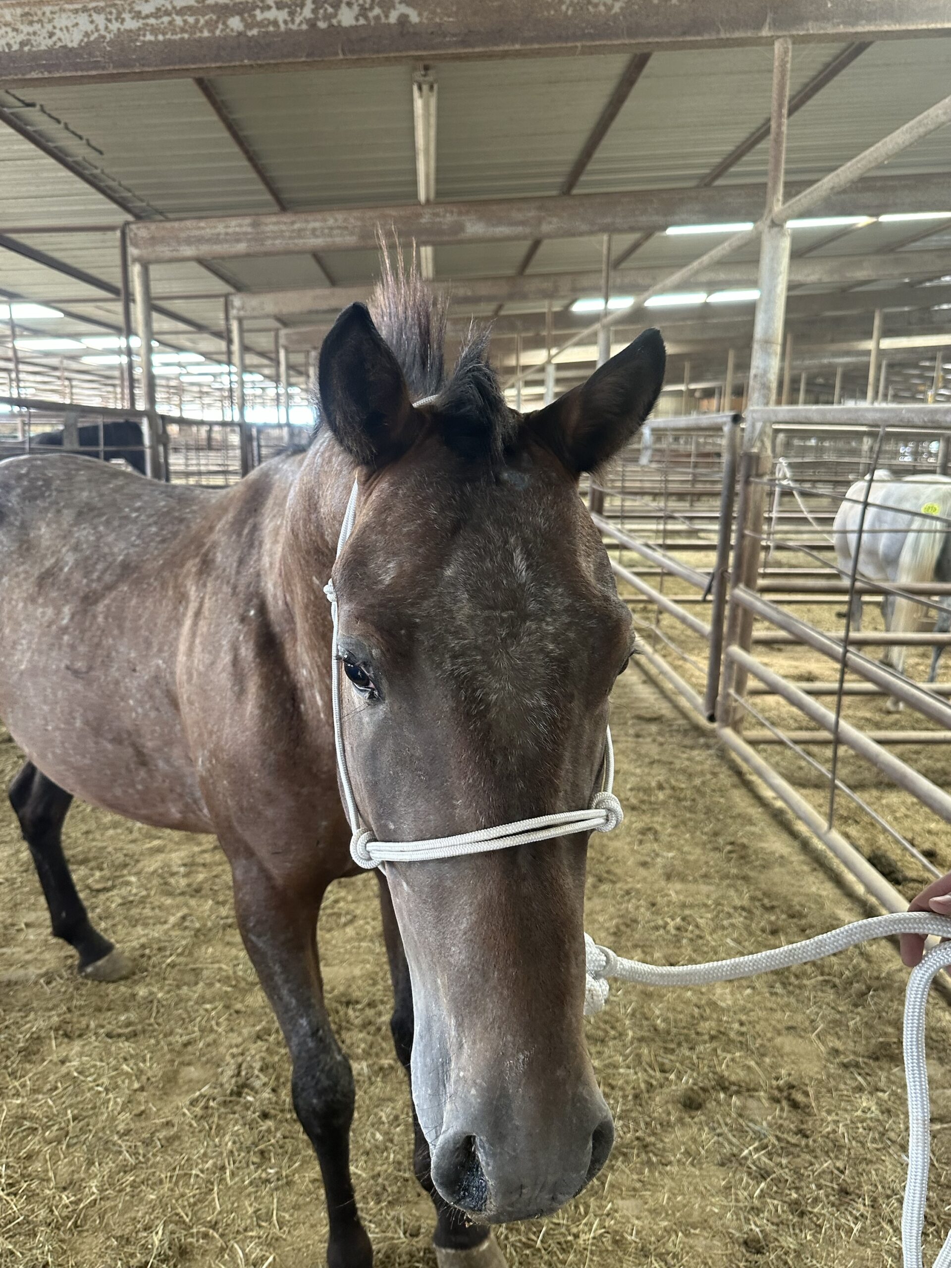 8048 Pretty Appaloosa Stud 4YRS