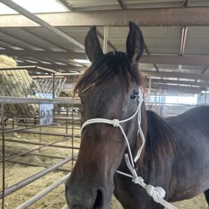 8049 Cute Friesian Sport Mare