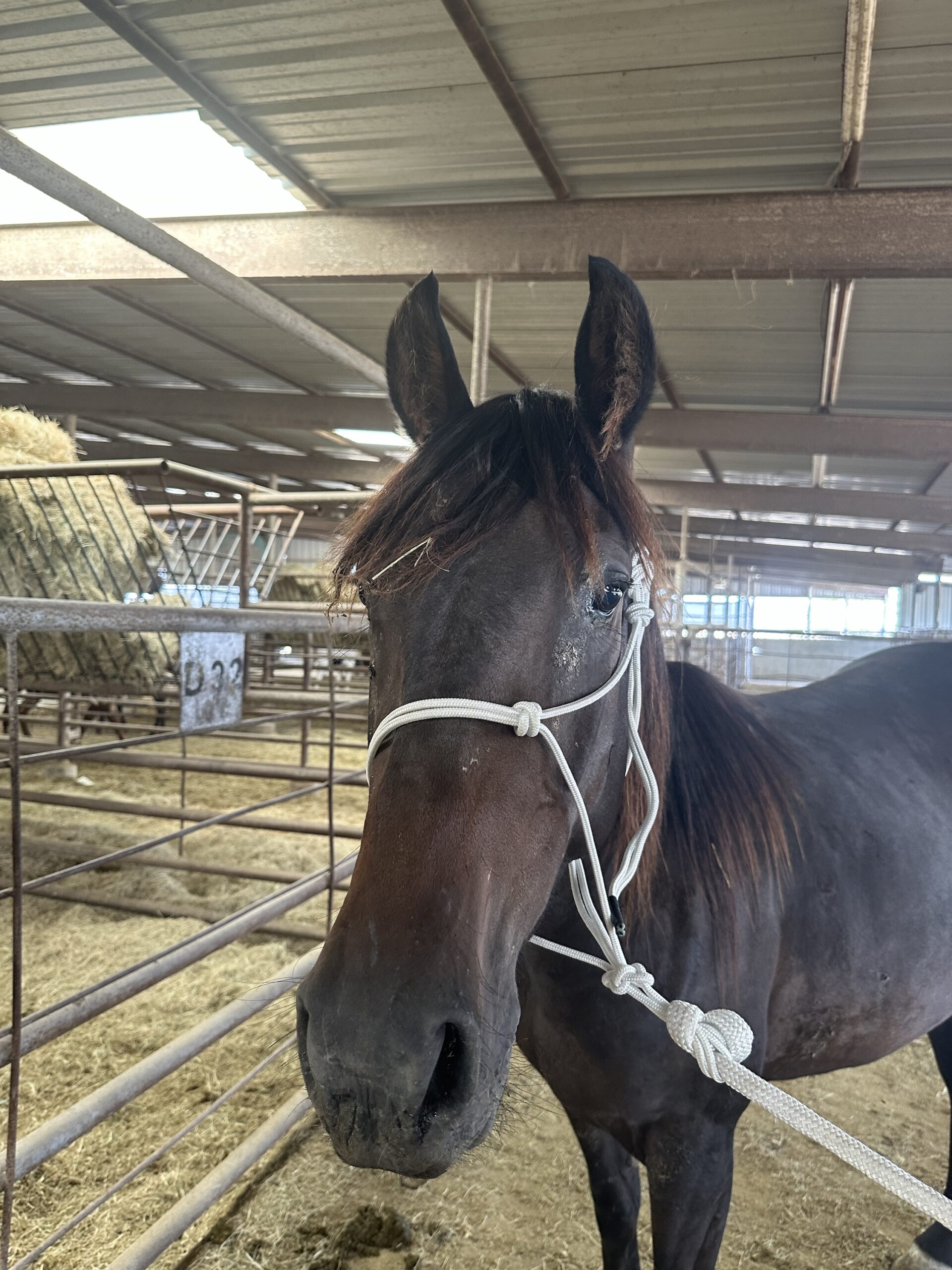8049 Cute Friesian Sport Mare
