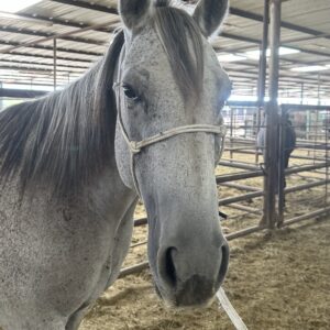 8050 Nice 6YRS Gelding