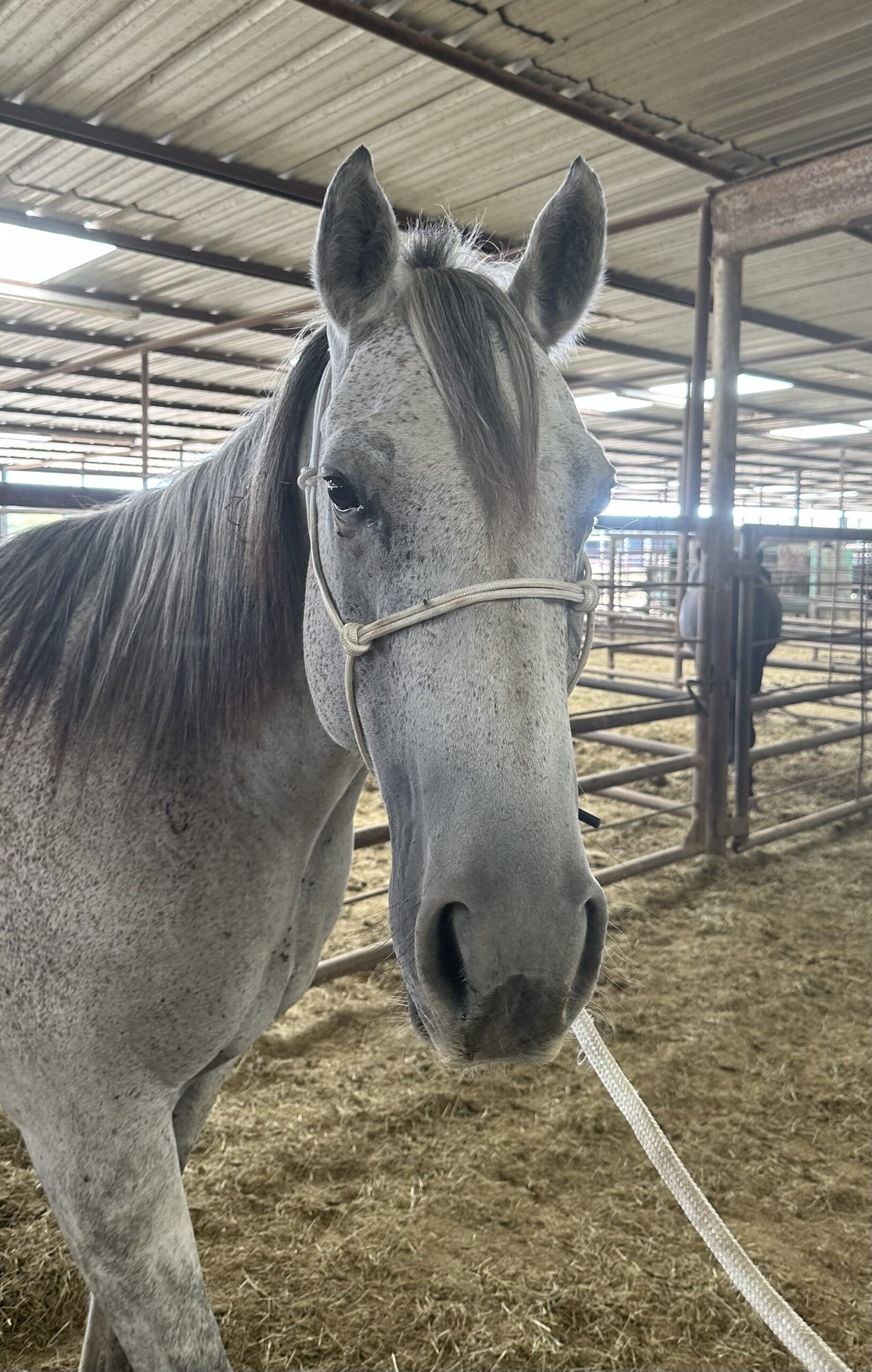 8050 Nice 6YRS Gelding