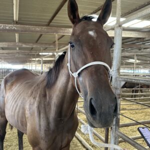 8052 Nice TB Filly 4YRS