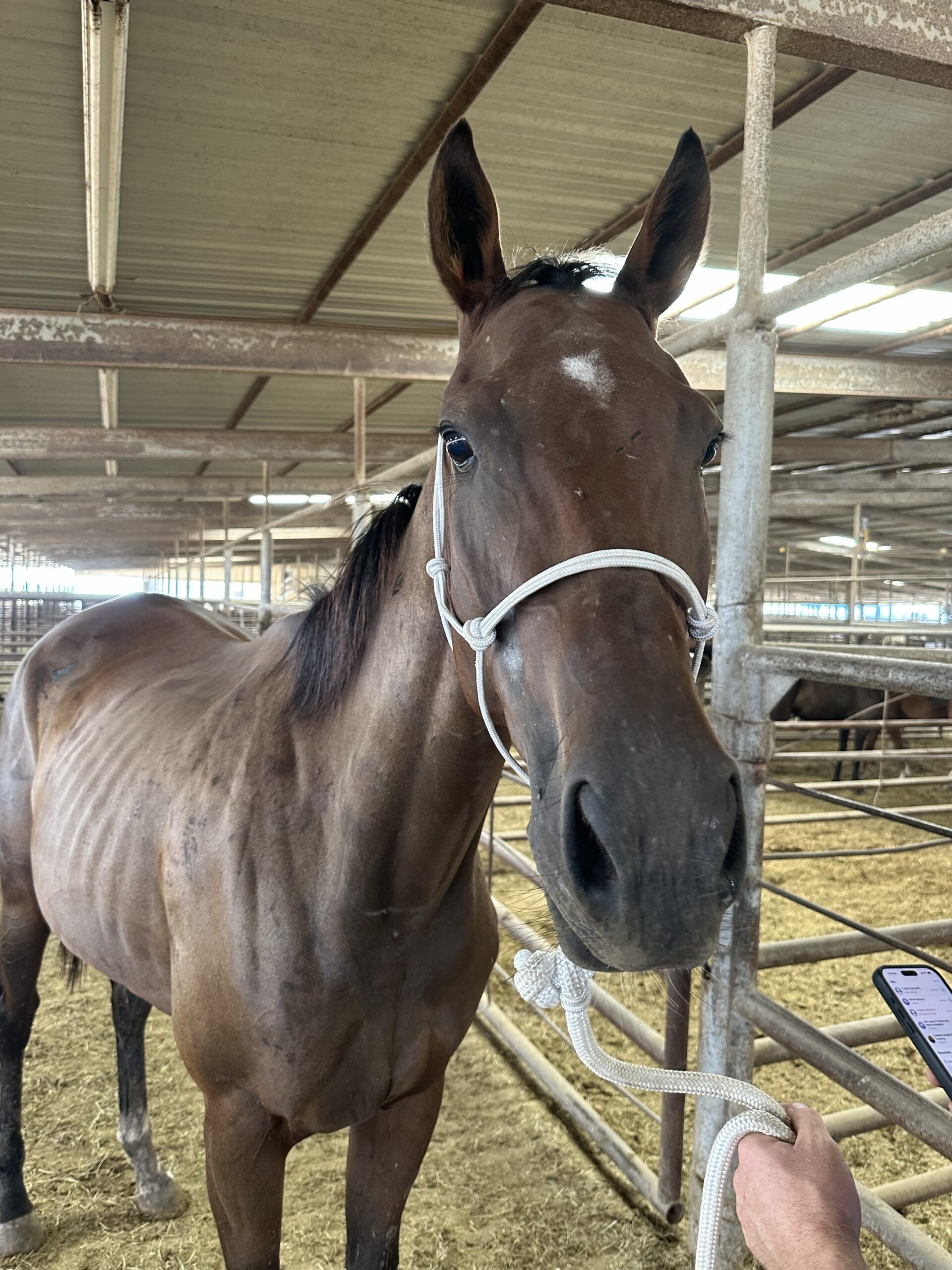 8052 Nice TB Filly 4YRS