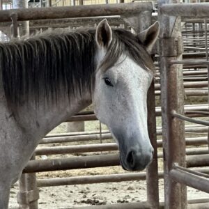 8070 Good Gray Mare 3yo