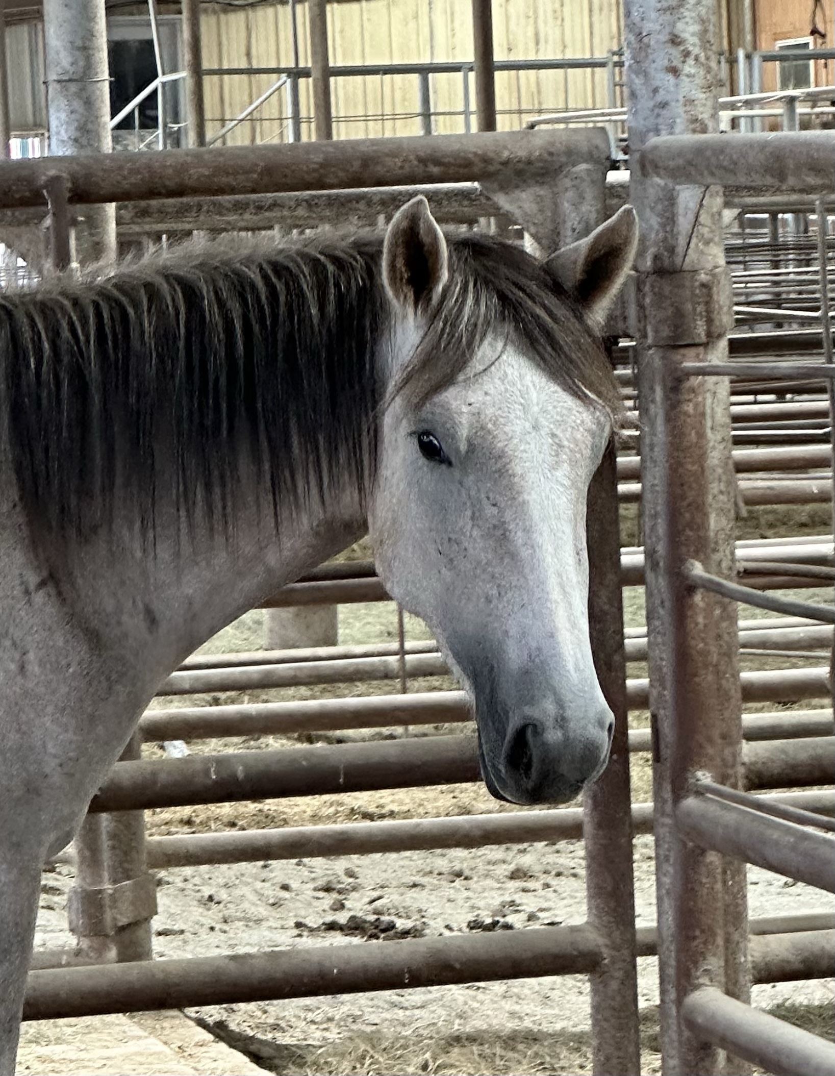8070 Good Gray Mare 3yo