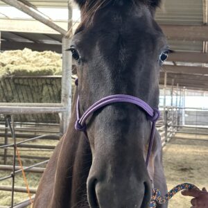 8075 Pretty Friesian Colt 2YRS