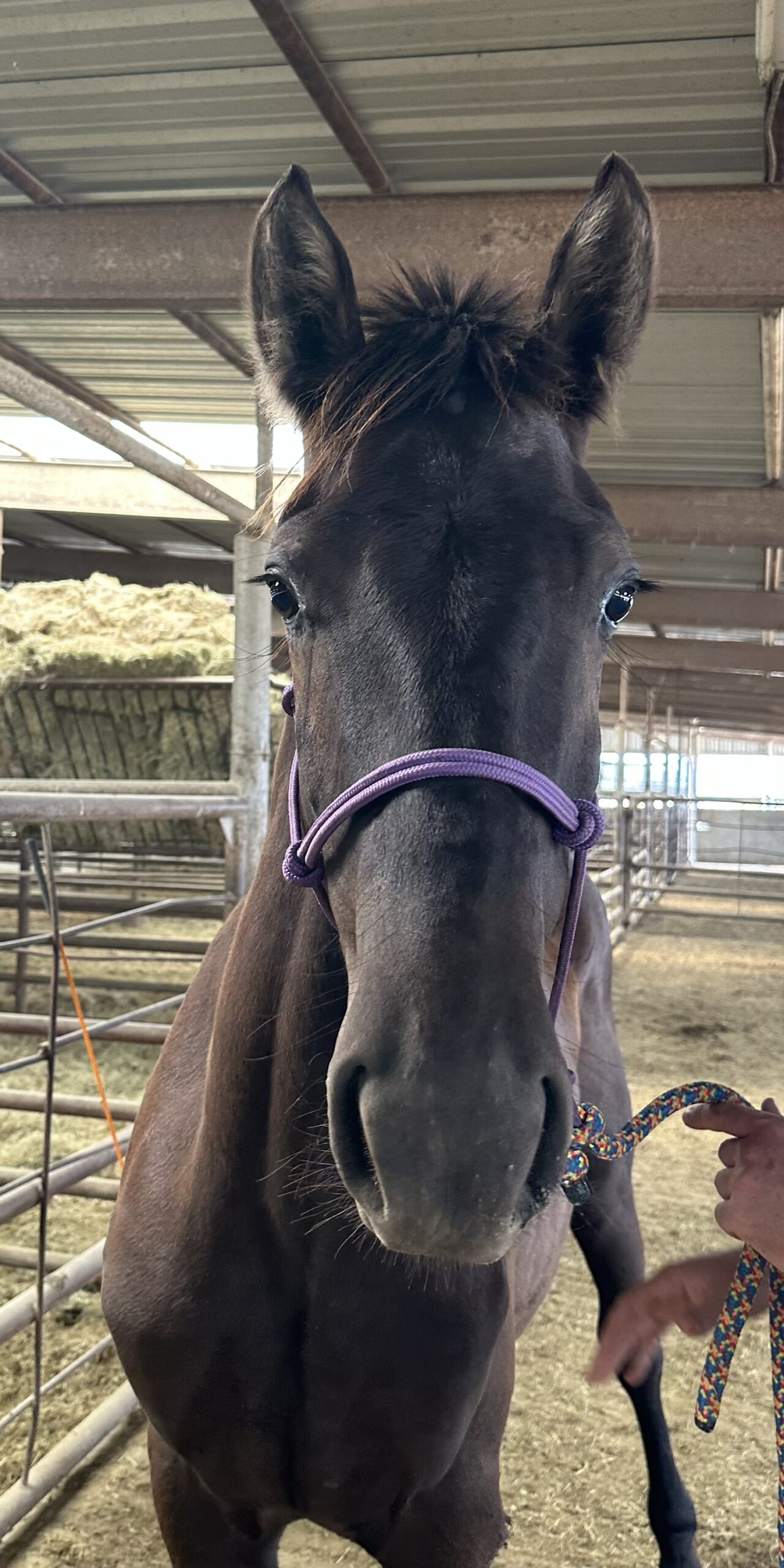 8075 Pretty Friesian Colt 2YRS