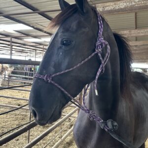 8076 Registered Friesian Sport Mare “Clutchess“