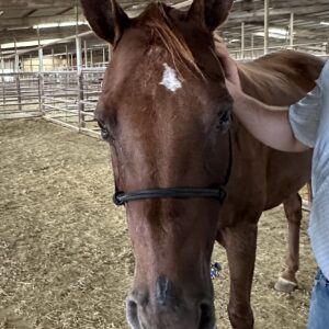 8080 Registered AQHA “Diamonds And Corvett”
