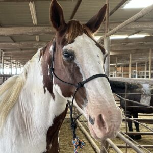 8082 Good Looking Paint Gelding