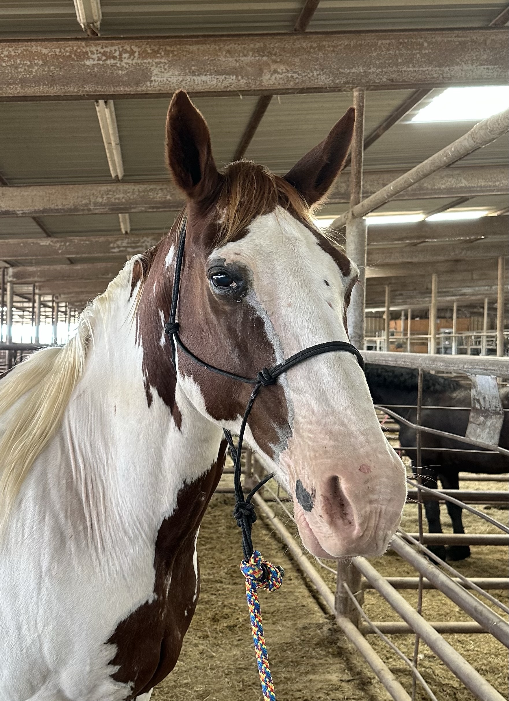 8082 Good Looking Paint Gelding