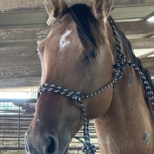 8084 Nice Shapey Gelding