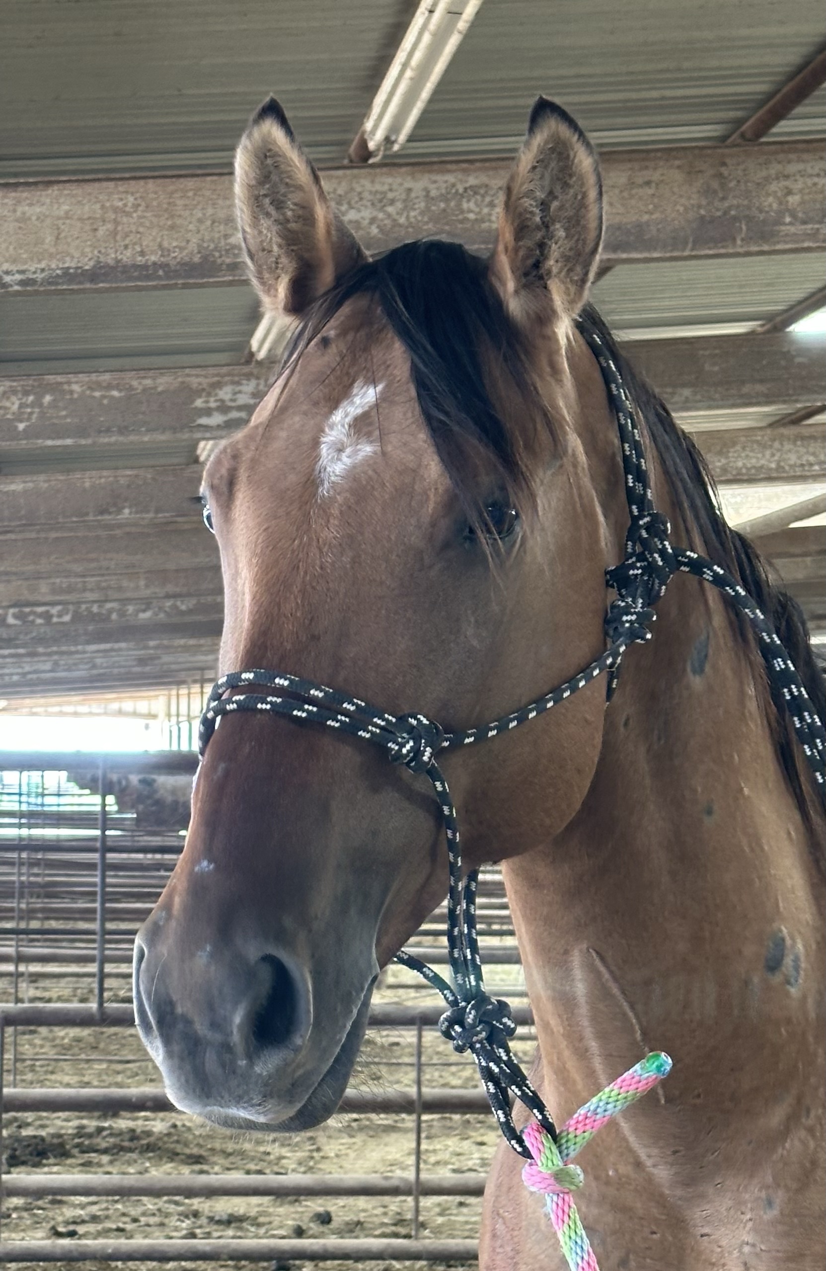 8084 Nice Shapey Gelding