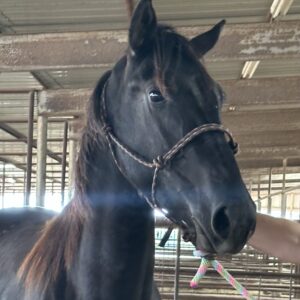8088 Nice Friesian X Walker 2YRS