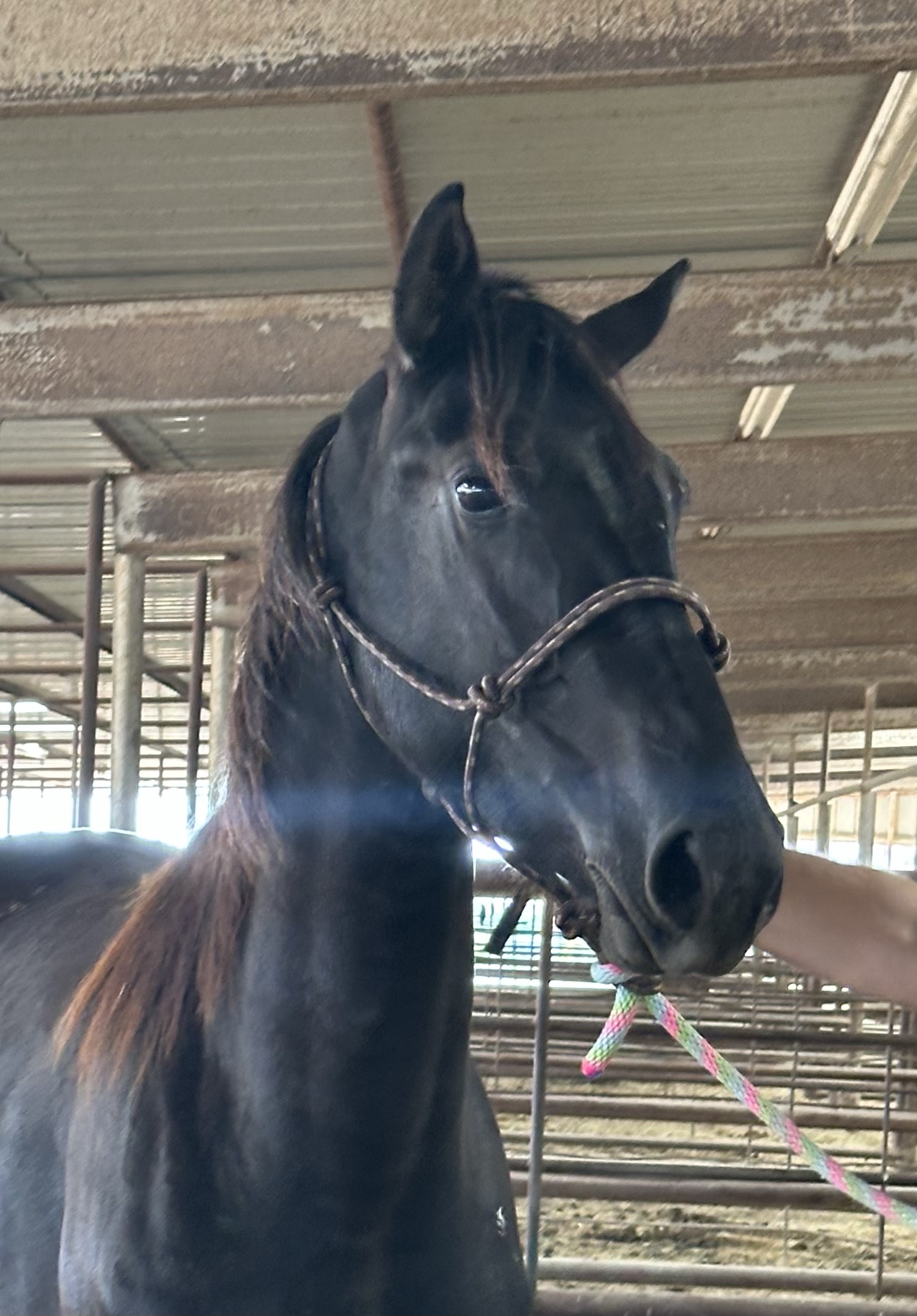 8088 Nice Friesian X Walker 2YRS