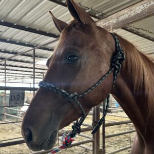8087 Registered Dutch Harness “WAF Steppin' High On Air"