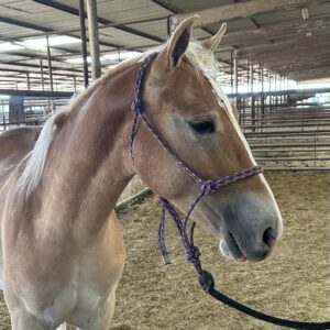 8092 Very Pretty Registered Haflinger Colt “Nitro’s Champ”