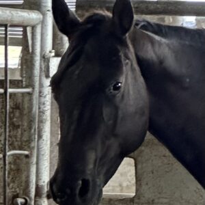 8094 Nice Appaloosa Filly 3YRS