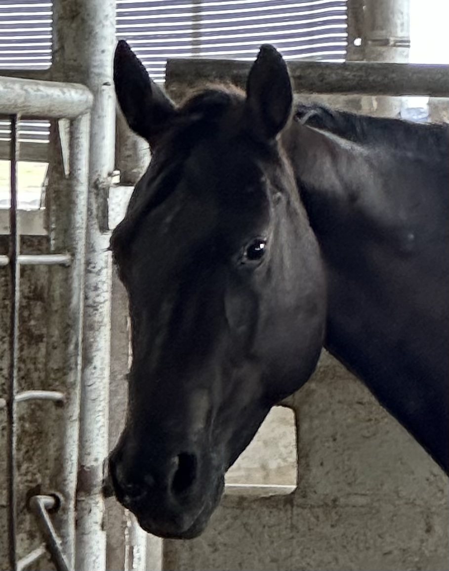 8094 Nice Appaloosa Filly 3YRS