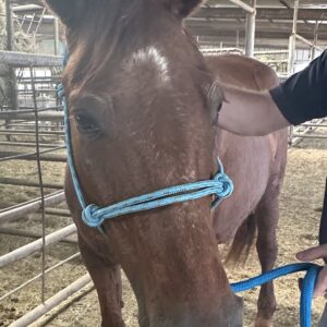 8093 Super Quiet Chestnut Mare