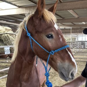8095 Quiet Yearling Belgian Stud Colt