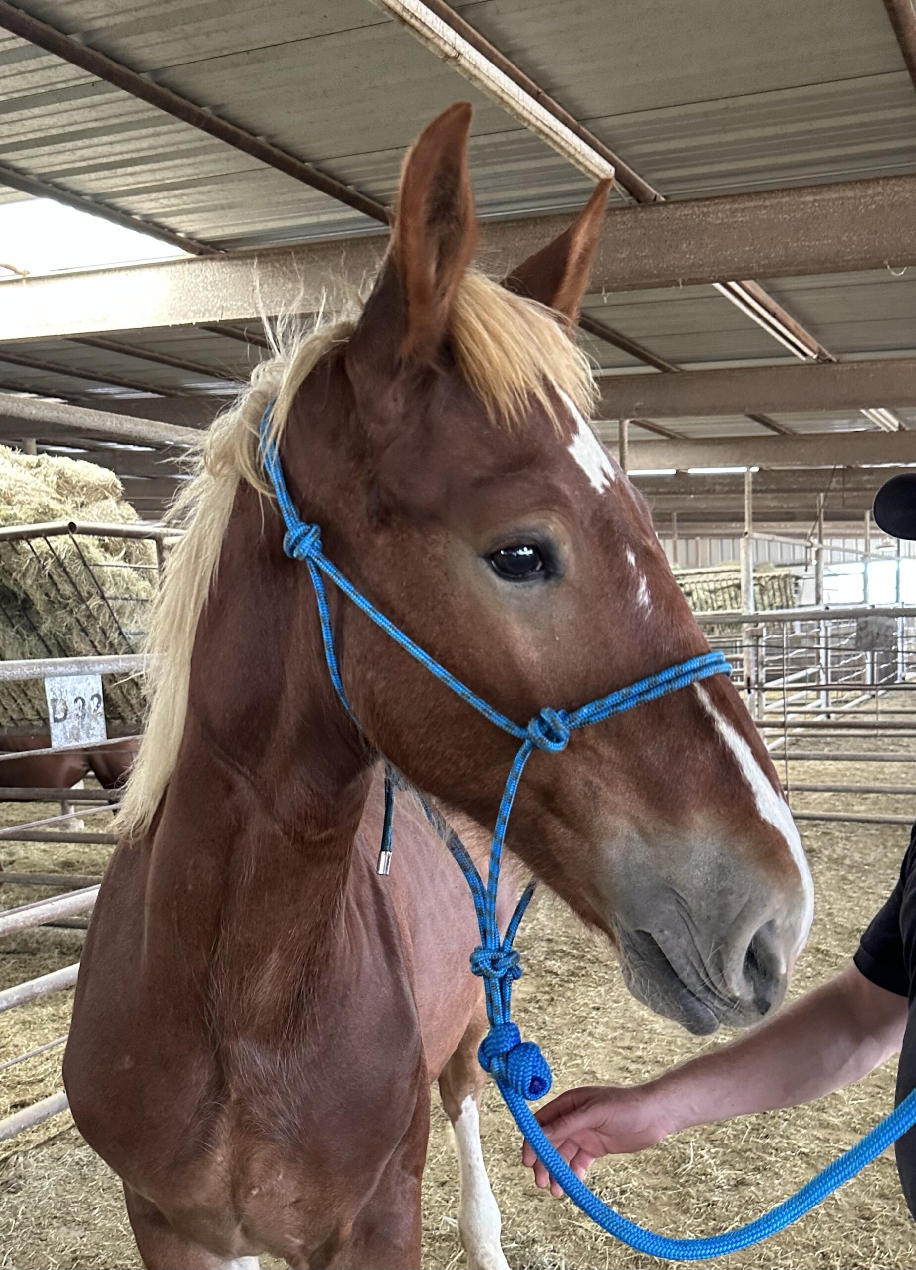 8095 Quiet Yearling Belgian Stud Colt