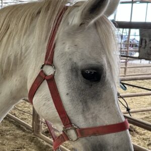 8097 Good Little Arabian Pony Mare