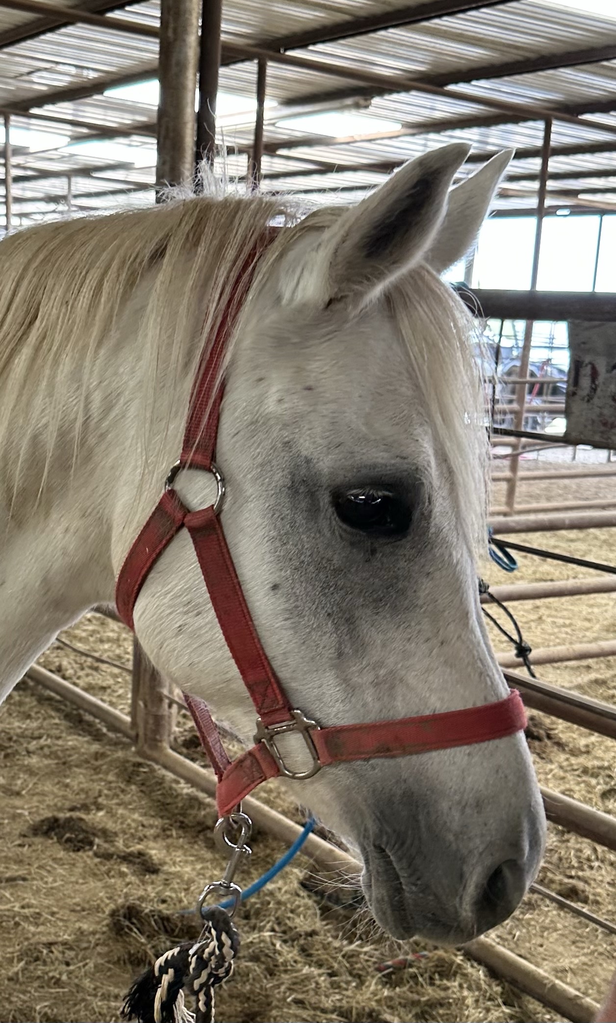 8097 Good Little Arabian Pony Mare
