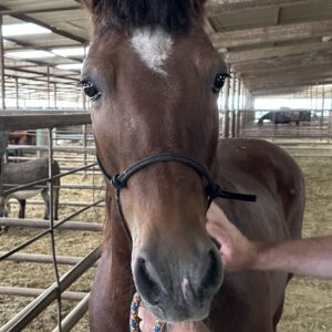 8098 Good Looking Haflinger X Gelding